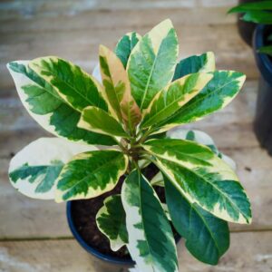 Pisonia Variegated