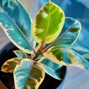 Variegated Weeping Fig