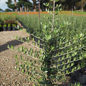 Olive Mediterranean Midget