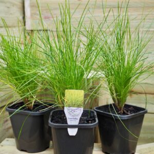 Lomandra Little Con