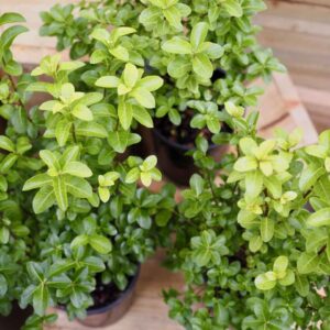 Pittosporum Green Pillar