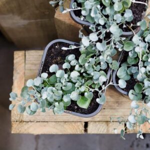 Dichondra Silver Falls
