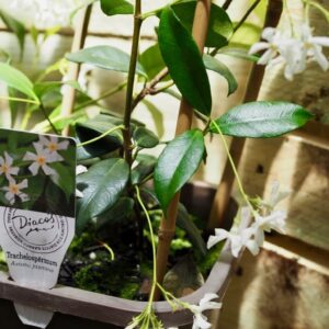 Chinese Star Jasmine