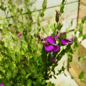 Sweet Pea Shrub