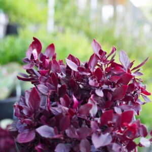 Alternanthera Little Ruby