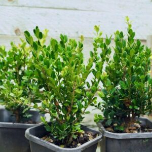 Buxus Japanese Box