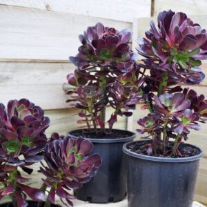 Aeonium Schwarzkopf