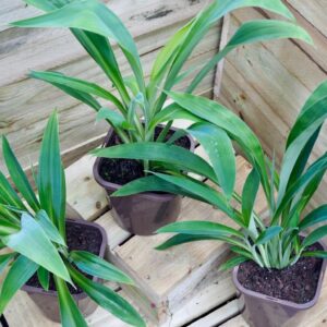 Arthropodium Matapouri Bay