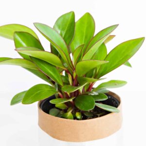 Red Edge Radiator Plant