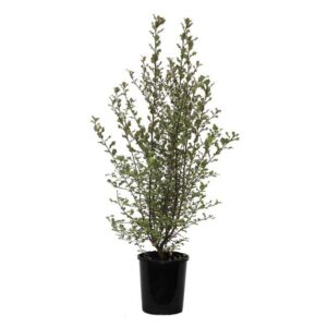 Pittosporum Pinnacle