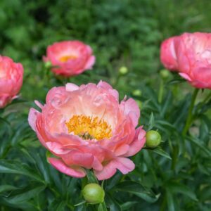 Paeonia Coral Charm