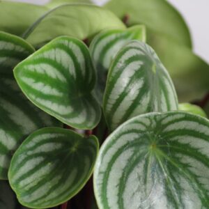 Watermelon Peperomia