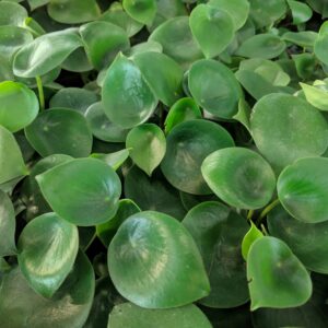 Raindrop Peperomia