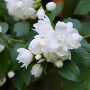 Mexican Mock Orange