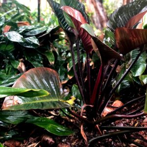 Philodendron Imperial Red