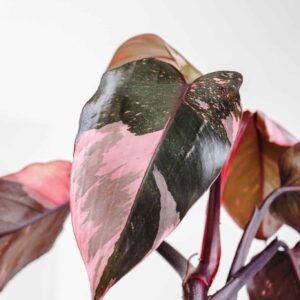 Philodendron Pink Princess