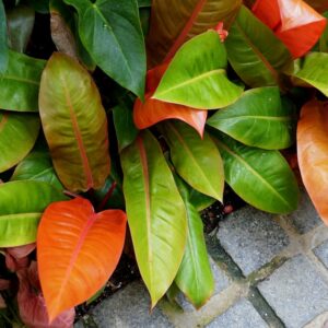 Philodendron Prince of Orange