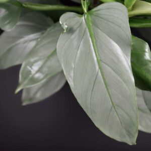 Philodendron Silver Sword