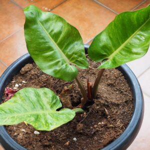 Philodendron Xiao Ping Guo