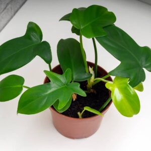 Philodendron Panda
