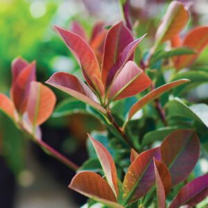 Photinia Robusta