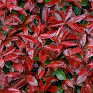 Photinia Ever Bright
