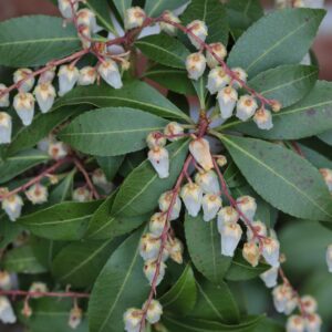 Lily of the Valley Bush