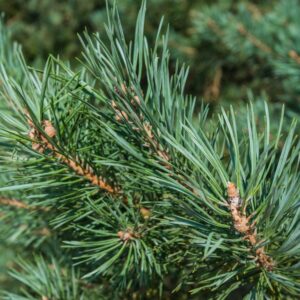 Scots Pine