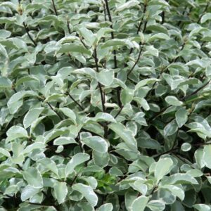 Pittosporum Hole in One