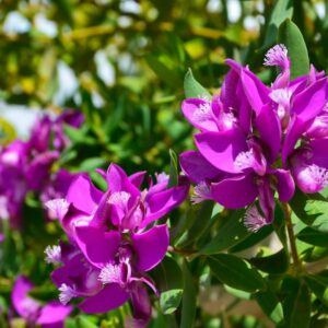 Polygala Little Charmer