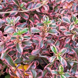 Coprosma Rainbow Surprise