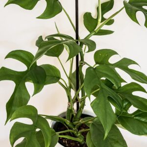 Monstera Mini