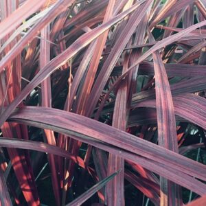 Cordyline Red Fountain