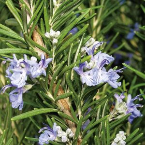 Tuscan Blue Rosemary
