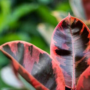 Variegated Rubber Plant