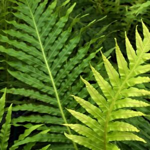 Silver Lady Fern