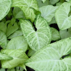 Syngonium White Butterfly