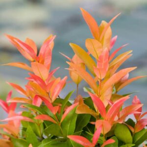 Orange Twist Lilly Pilly