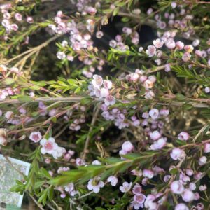 Thryptomene FC Payne