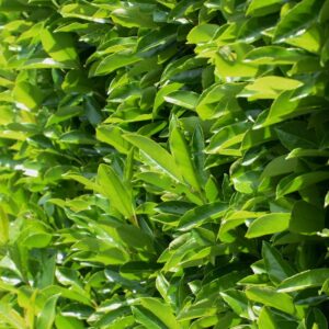 Viburnum Emerald Lustre