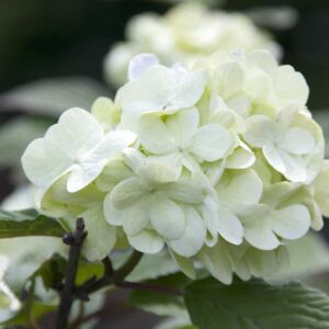 Viburnum Plicatum Grandiflorum