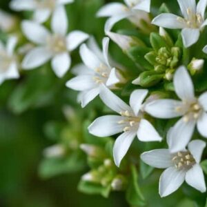 Long-leaf Waxflower