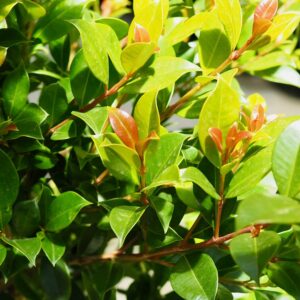 Backyard Bliss Lilly Pilly