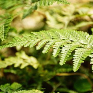 White Rabbit's Foot Fern