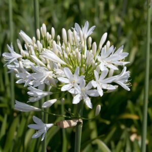 Agapanthus Silver Baby