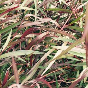 Burgundy Willow Myrtle