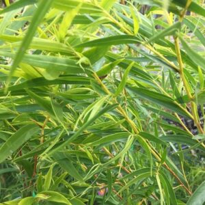 Lemon and Lime Willow Myrtle