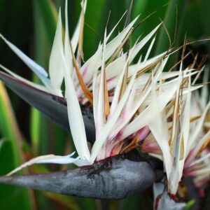 Giant Bird of Paradise