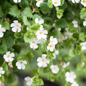 Bacopa