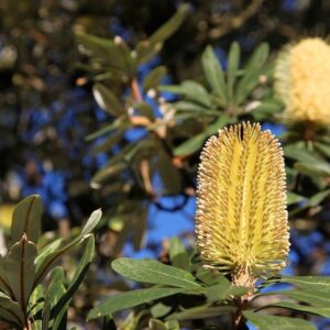 Silver Banksia